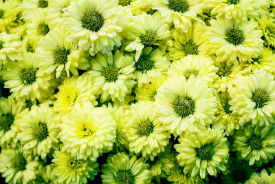 Full frame shot of yellow flowers
