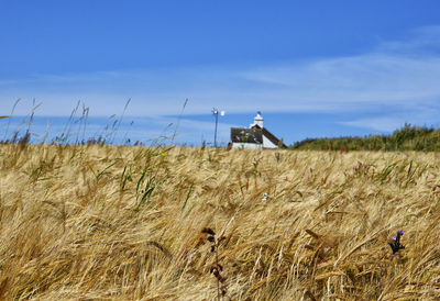 Scenic view of agricultural field against blue sky