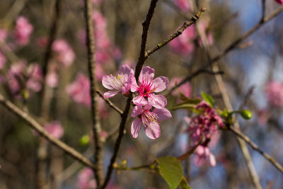 Close-up of pink cherry blossoms in spring