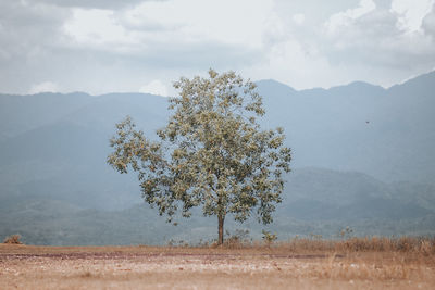 Tree on field against sky