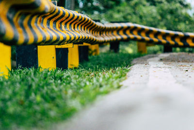 Close-up of plants growing on field