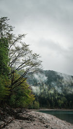 Plants growing on land against sky