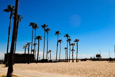 Palm trees against clear blue sky