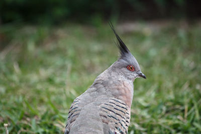 Close-up of bird