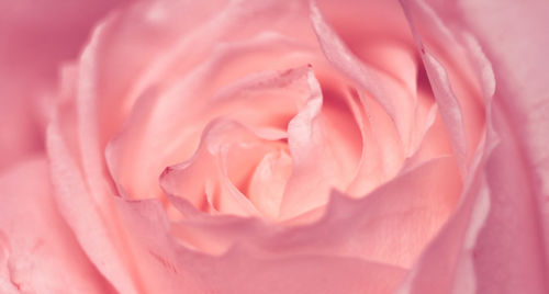 Close-up of pink rose