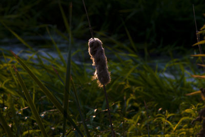Close-up of crab on grass