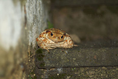 Close-up of frog on tree trunk