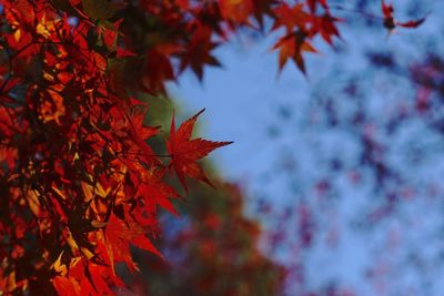 Low angle view of maple leaves on tree during autumn