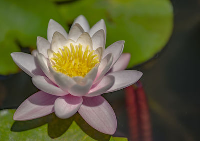 Close-up of lotus water lily in pond