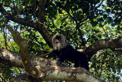 Low angle view of monkey sitting on tree in forest