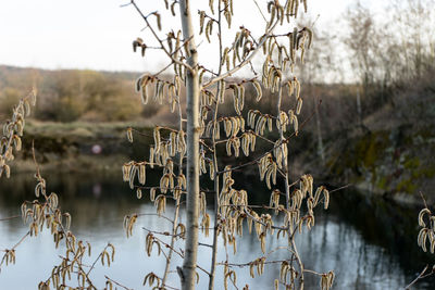 Close-up of plants against lake