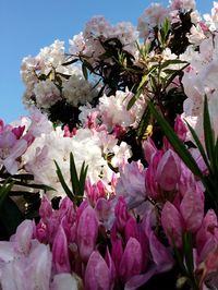 Close-up of fresh pink flowers on tree