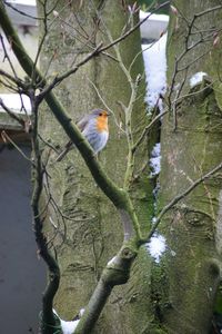 Bird perching on a tree