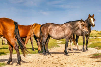 Horses standing in ranch