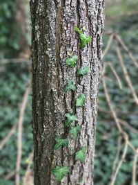 Close-up of ivy growing on tree trunk in forest