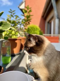 Close-up of a cat looking away