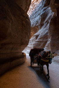 View of horse standing on rock formation