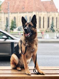 Dog sitting on a car