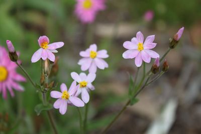 Close-up of pink flowering plants