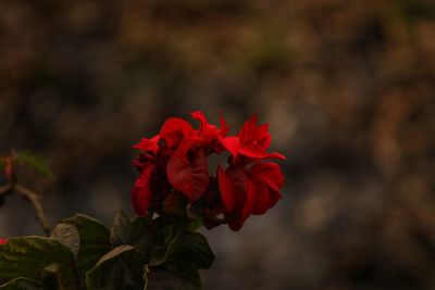 Close-up of red rose