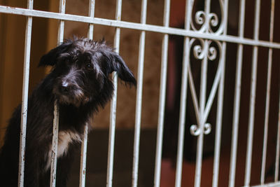 Close-up of dog looking away amidst fence
