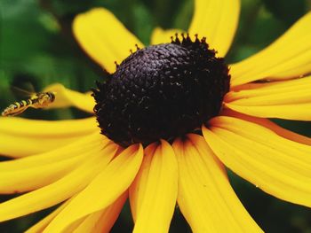 Close-up of yellow flower