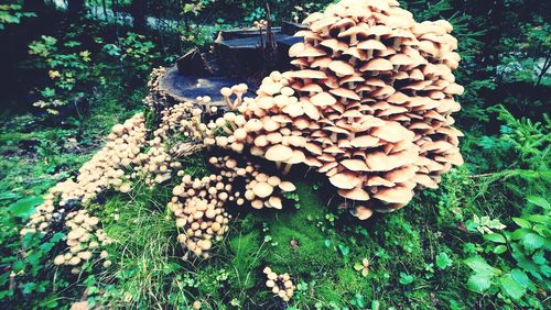 High angle view of mushrooms growing on field