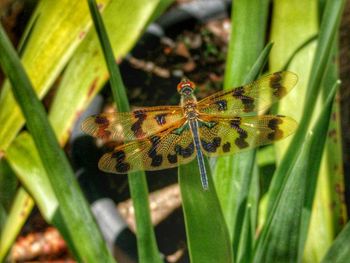 Close-up of insect on leaf