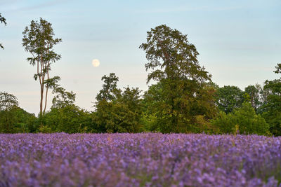 Scenic view of purple flowering plants on field against sky