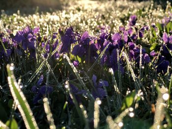 Close-up of purple crocus flowers on field