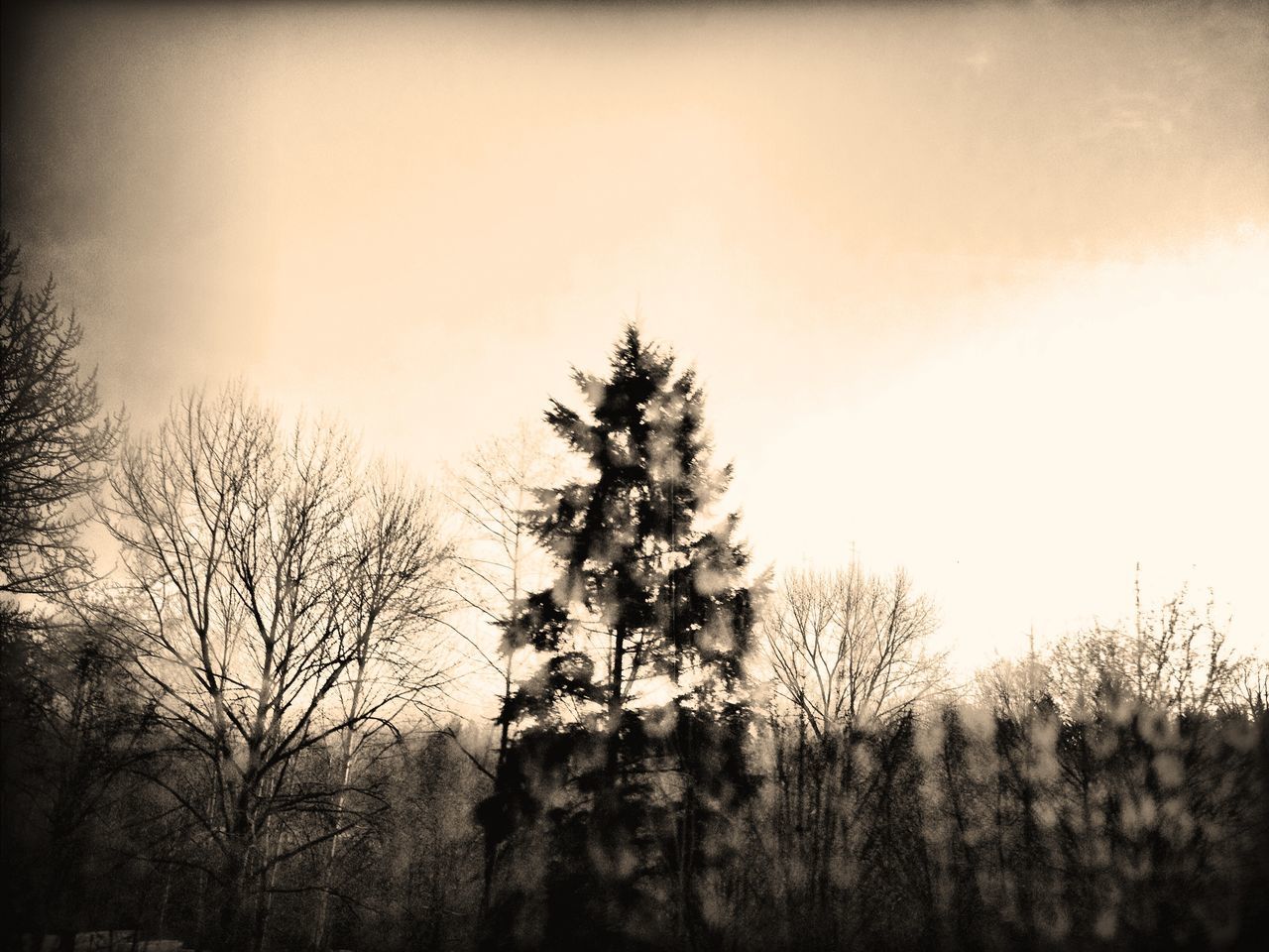 tree, bare tree, low angle view, silhouette, branch, tranquility, sky, nature, growth, tranquil scene, beauty in nature, auto post production filter, scenics, clear sky, transfer print, dusk, outdoors, tree trunk, no people, day