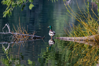 Birds swimming in lake