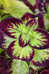 Close-up of plant