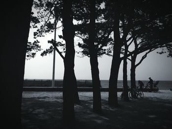 Trees at riverbank