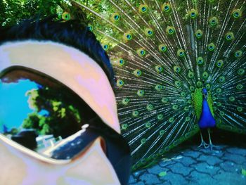 Close up of peacock