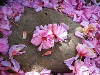 High angle view of pink flowering plant leaves on field