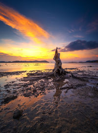 Driftwood on beach against sky during sunset