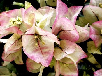 Close-up of pink flowers