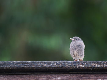 Close-up of bird perching on wood