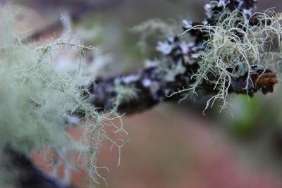 Close-up of flowering plant