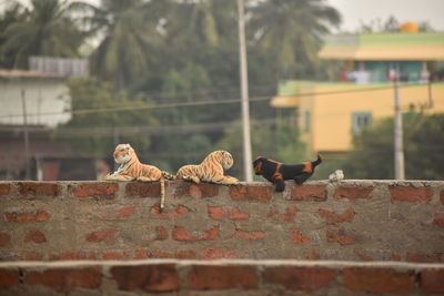 Pigeons on a wall