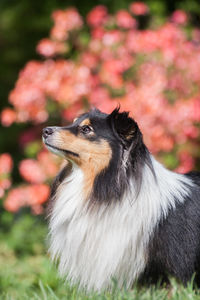 Close-up of a dog looking away, tricolor sheltie 
