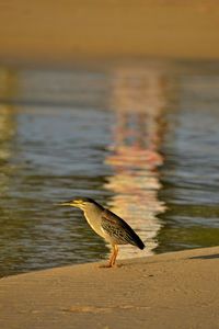 Seagull on a beach