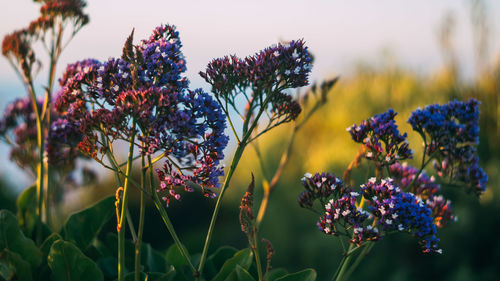 Close-up of purple flowers blooming outdoors
