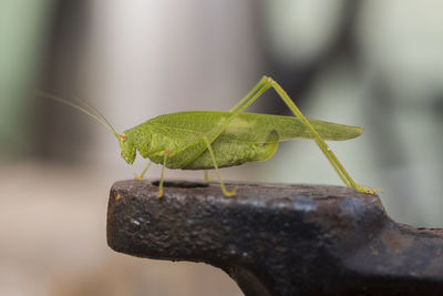 Close-up of grasshopper on rusty metal