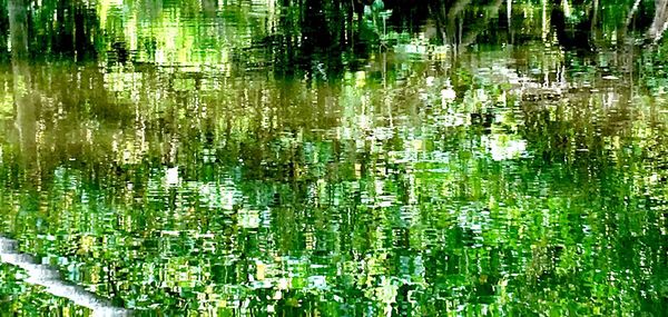 Full frame shot of tree with water