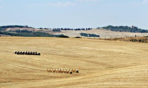 Hay bales on field