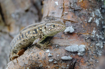Close-up of lizard on rock
