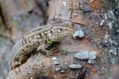 Lizard on a tree trank, close up portrait