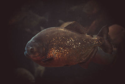 Close-up of fish swimming in sea